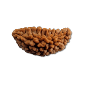 One Mukhi Rudraksha