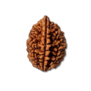 Two Mukhi Rudraksha Nepal Origin