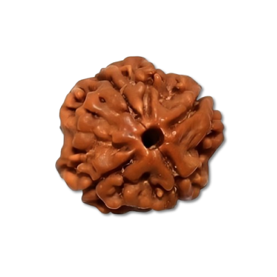 Four Mukhi Rudraksha
