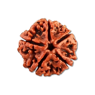 Five Mukhi Rudraksha