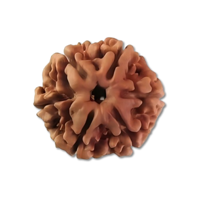 Six Mukhi Rudraksha