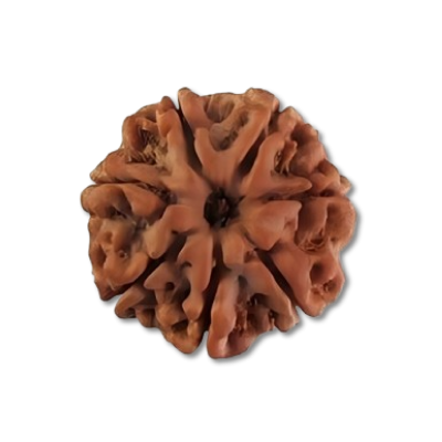 Seven Mukhi Rudraksha