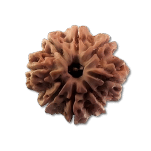 Eight Mukhi Rudraksha