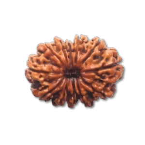 Twelve Mukhi Rudraksha