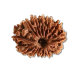 Thirteen Mukhi Rudraksha