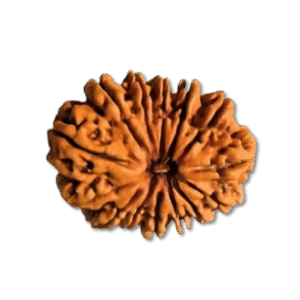 Fourteen Mukhi Rudraksha