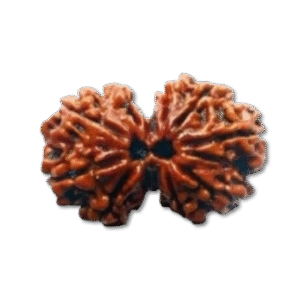 Gauri Shankar Rudraksha 7,8,9,10 Mukhi